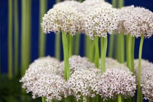 Allium Silver Spring